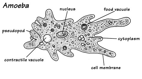  ゾウリムシ、その不思議な世界を探求！単細胞生物の驚異的な生命力に迫る！