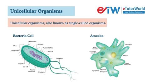  モーラス：森の奥深くで静かに移動する、驚くべき単細胞生物！