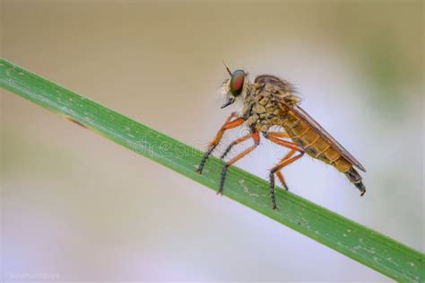  ラシダゴケハエ 驚異的な捕食戦略と鮮やかな色彩を持つ、小さな八脚の王者！