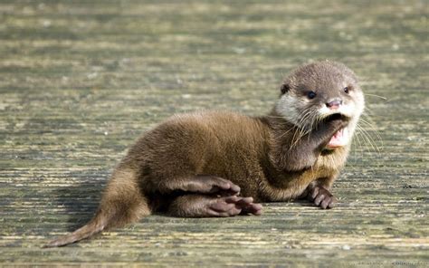  コツメカワウソ、水辺の遊び人であり、洞窟の隠れたマスター！