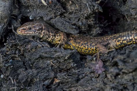  フトアゴヒョウモン！色彩鮮やかな爬虫類、その魅力的な生態に迫る！