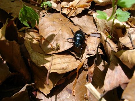  コガネムシ、鎧のような体で森の床を這い回る！