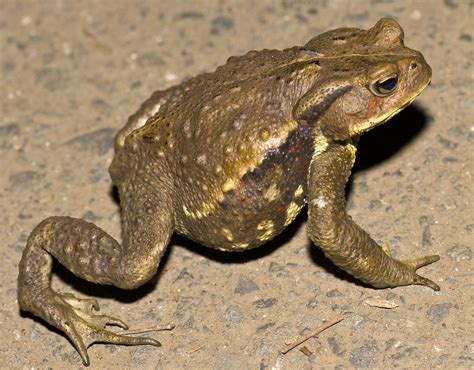  カジカガエル、夜行性の両生類で、水辺の静寂を破る独特な鳴き声で有名！