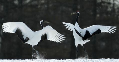  タンチョウ、空を舞う宝石！華麗な求愛ダンスと力強い翼で織りなすドラマ