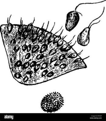  Xenosporidium! Discover This Tiny Mastigophora With A Thirst For Freshwater And An Appetite For Fish