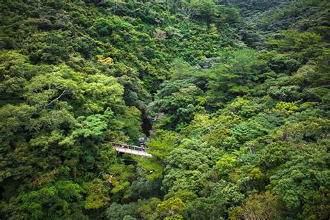  ヤンバルテナガコアラ、その魅惑的な夜と秘密めいた鳴き声！この希少種が生息する島には、一体どんな魅力が詰まっているのでしょうか？