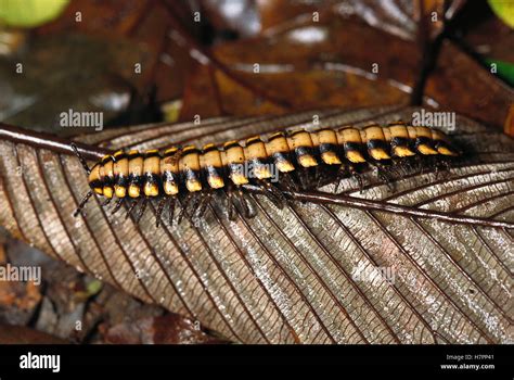   yellow-banded millipede それは、その体長に反比例する驚異的なスピードで移動し、森の床を這い回ります！